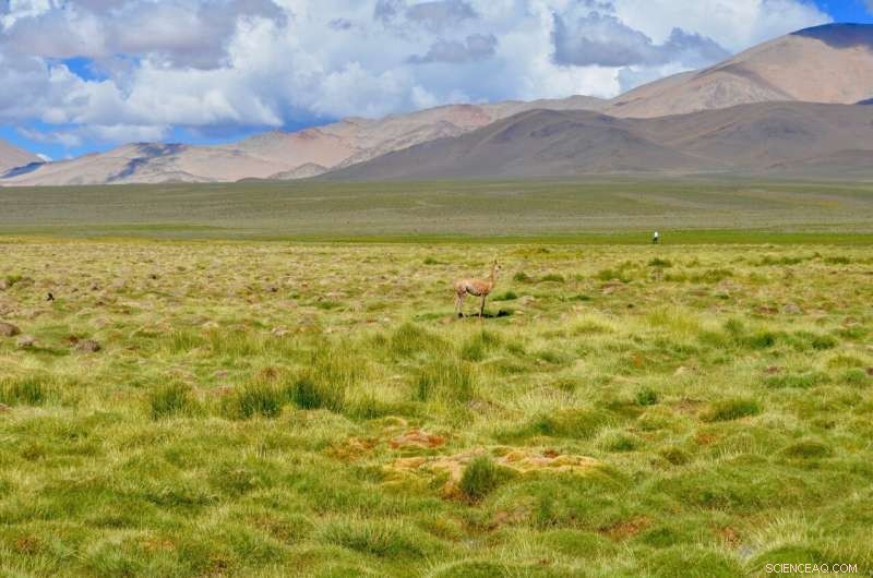 Mange Outbreak Devastates Vicuña Population in Argentina - Conservation Concerns