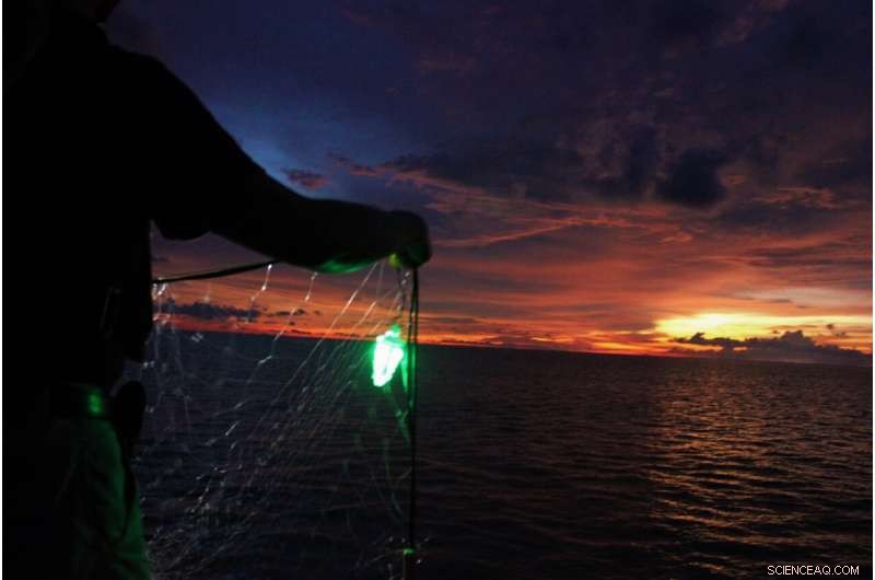 Lighted Fishing Nets: Reducing Bycatch & Boosting Efficiency