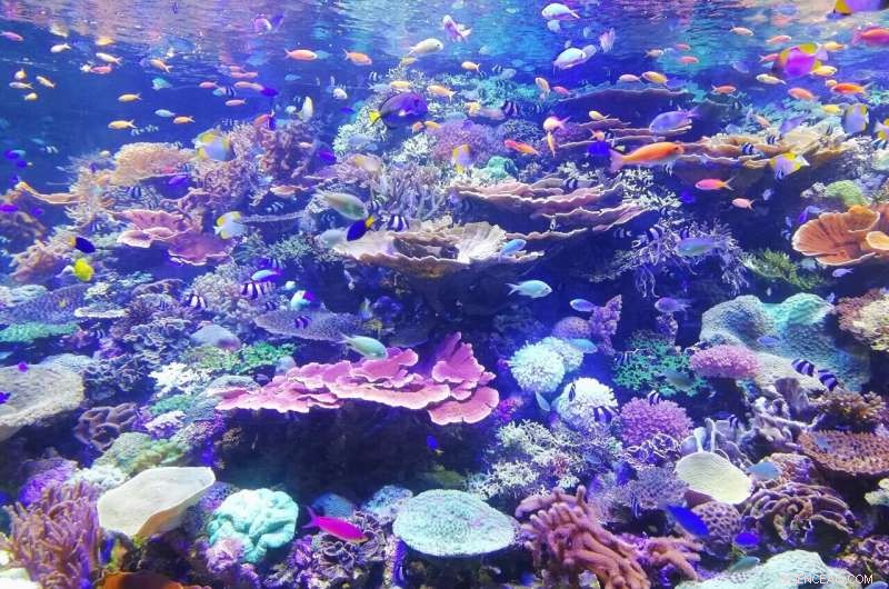 Coral Reef Connectivity: Key to Successful Conservation - Science Study