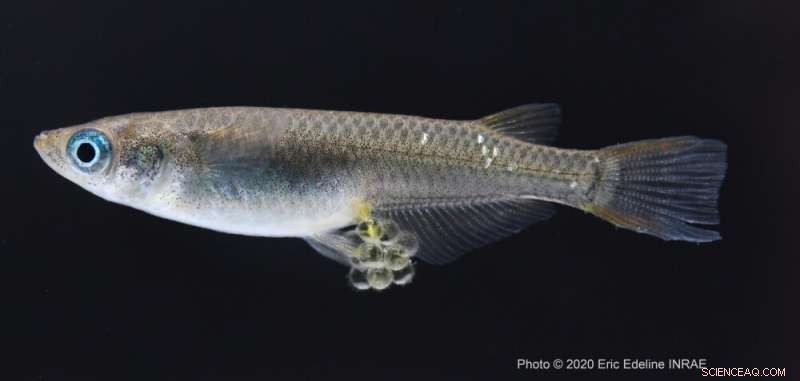 Impact of Size-Selective Fishing on Fish Populations & Ecosystems