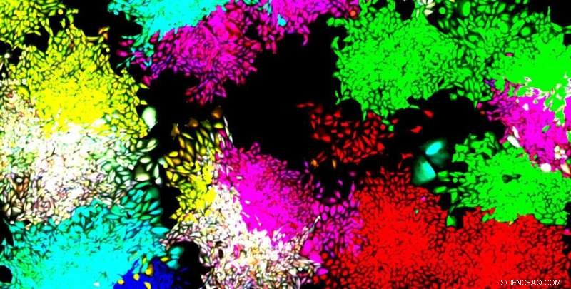 Cell Fate Determination: Understanding How Cells Specialize