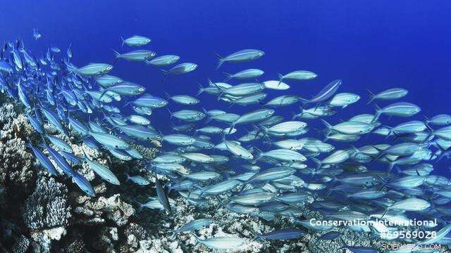 Tracking Fish: From Ocean to Plate - A Comprehensive Lifecycle Study