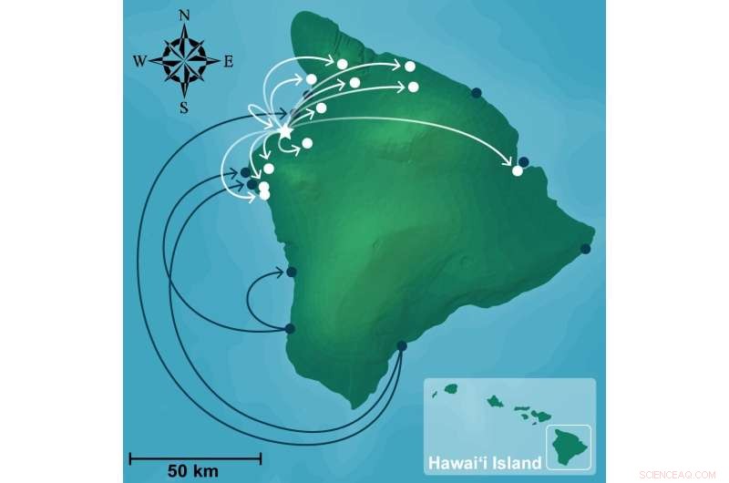 Tracking Fish: From Ocean to Plate - A Comprehensive Lifecycle Study