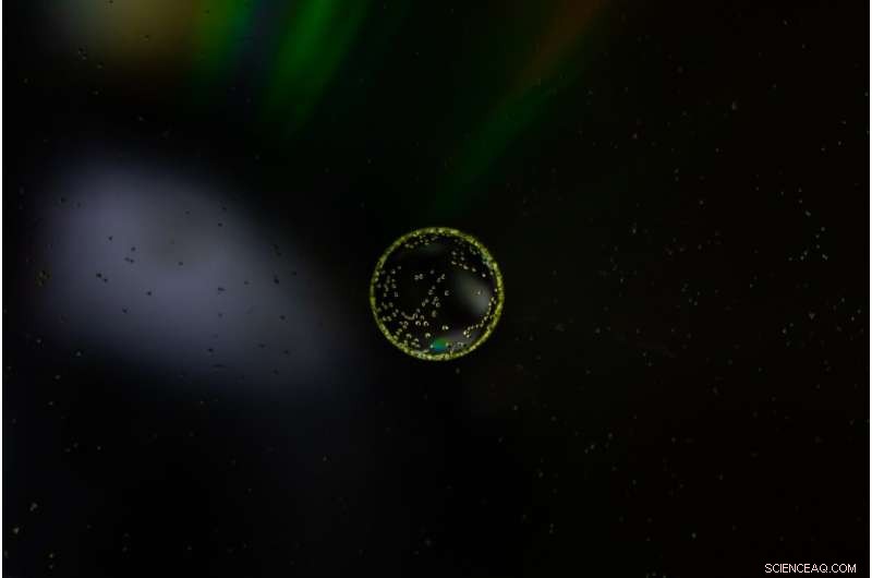 Gene Editing in Protovertebrates: Unlocking Developmental Secrets