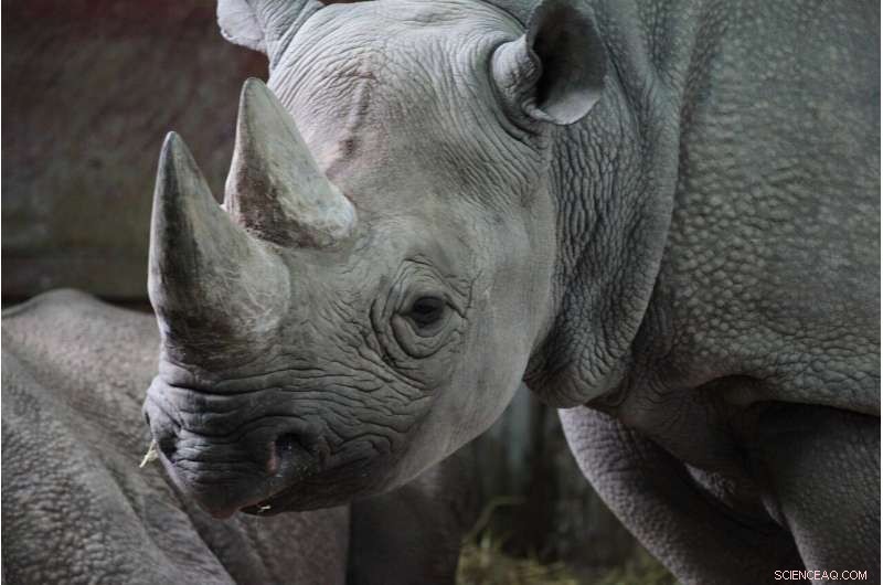 Rhino Horn Trade: Why Legalization Won t Save Rhinos