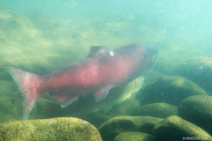 Chinook Salmon Population Linked to Summer River Flows - SFU Study