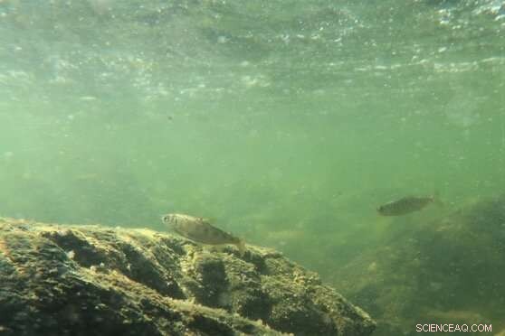 Chinook Salmon Population Linked to Summer River Flows - SFU Study