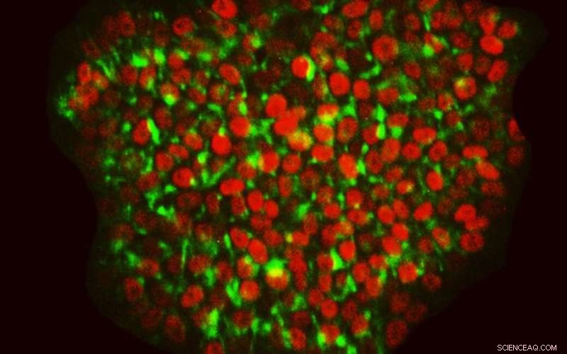 Advancing iPS Cell Production for Biomedical Research