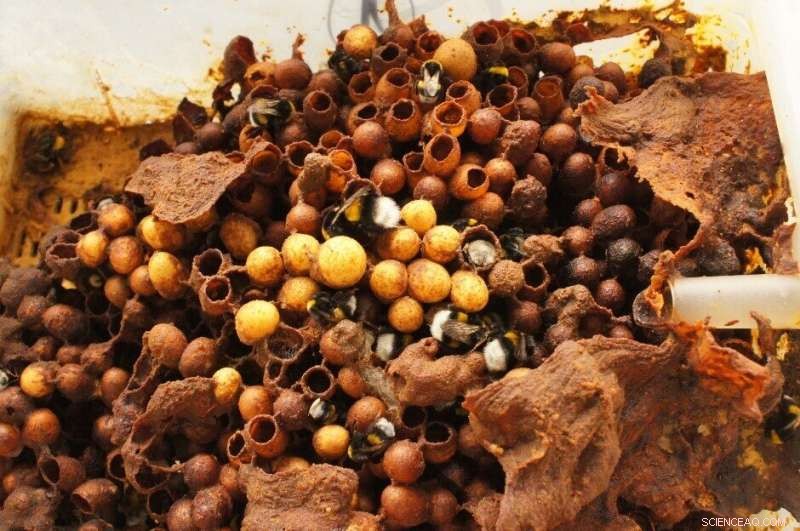 Diet & Bumblebee Health: How Nutrition Impacts Pest Resistance