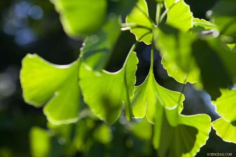 Ginkgo Biloba: The Ancient Living Fossil with Surprising History