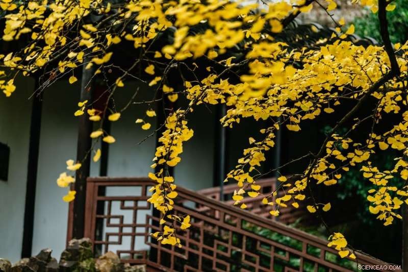 Ginkgo Biloba: The Ancient Living Fossil with Surprising History