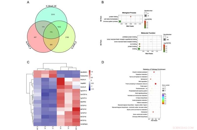 Transcriptional Regulation of Heat and Hypoxia Stress in Hard Clams