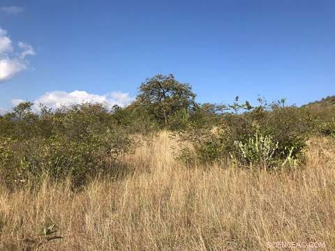 Yunnan Savannas: Facing Loss and Fragmentation Despite Conservation Efforts