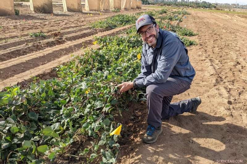 Black-Eyed Peas: A Natural Fertilizer Alternative for Sustainable Farming