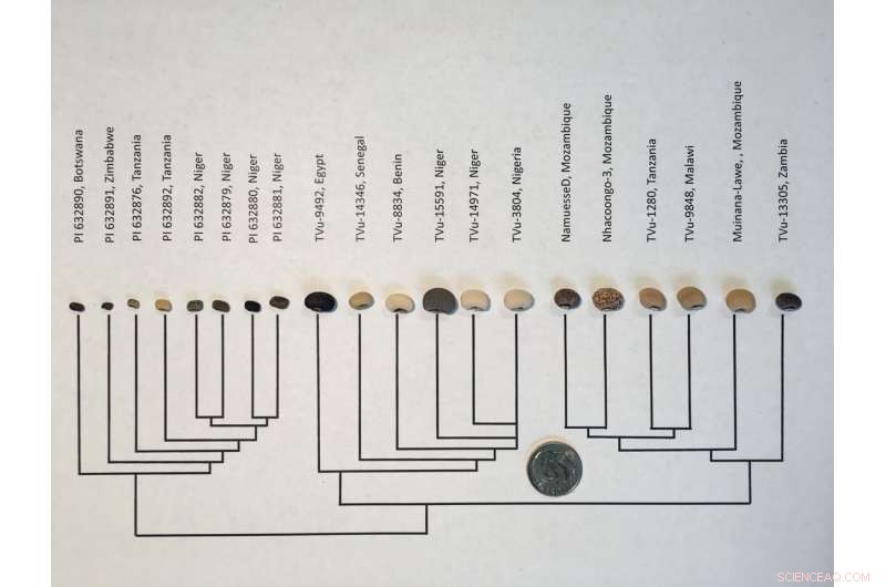 Black-Eyed Peas: A Natural Fertilizer Alternative for Sustainable Farming
