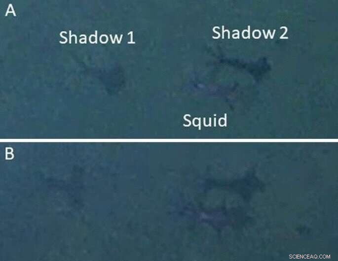 Record-Breaking Squid Discovered at Extreme Ocean Depths