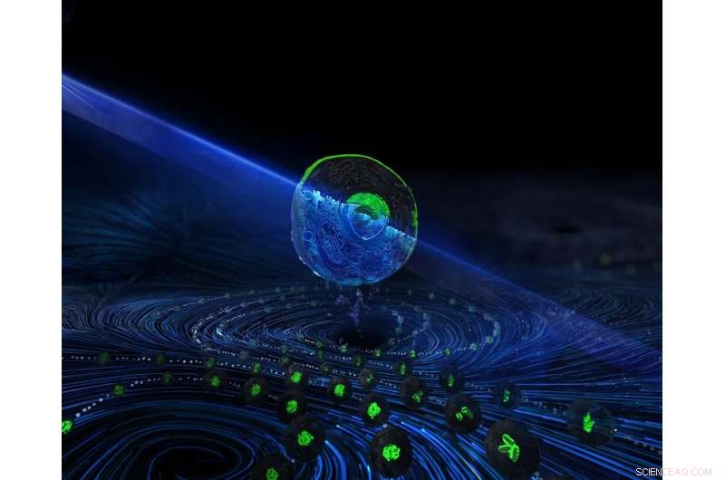 Image-Enabled Cell Sorting: A Breakthrough in Flow Cytometry