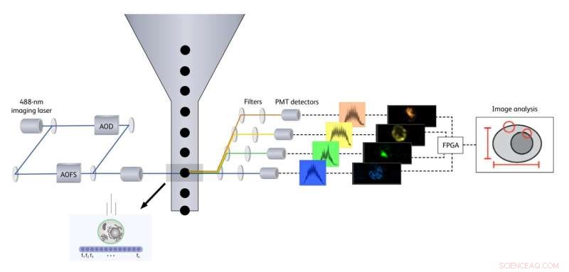 Image-Enabled Cell Sorting: A Breakthrough in Flow Cytometry