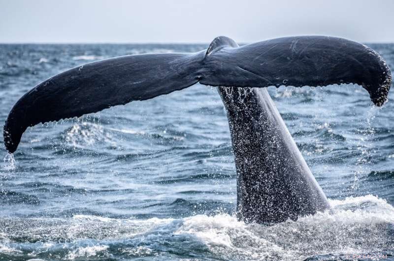 Whale Feeding: How They Avoid Drowning & Stay Afloat