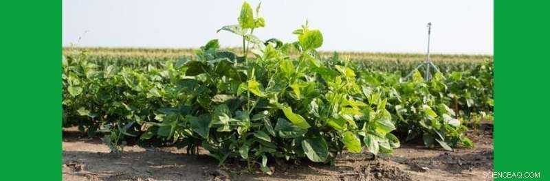 How Sunlight Affects Crop Growth: Rubisco Enzyme & Photosynthesis