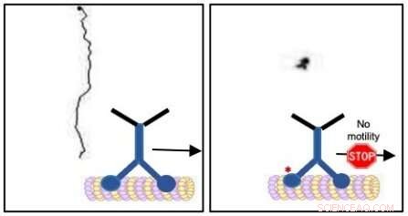 Controlling Kinesin Movement: GSK3β as a Neuronal Motor Protein Switch