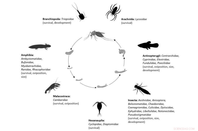 Mosquito Predators: Improving Disease Prediction Accuracy