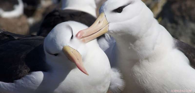 Albatross Diving Behavior: New Insights from Oxford & Lisbon Researchers