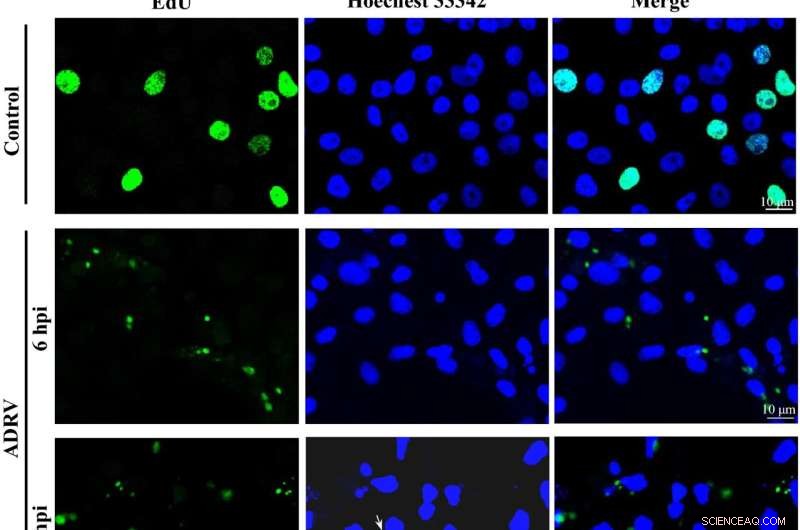 Ranavirus Replication & Transcription Machinery: A Cellular Analysis
