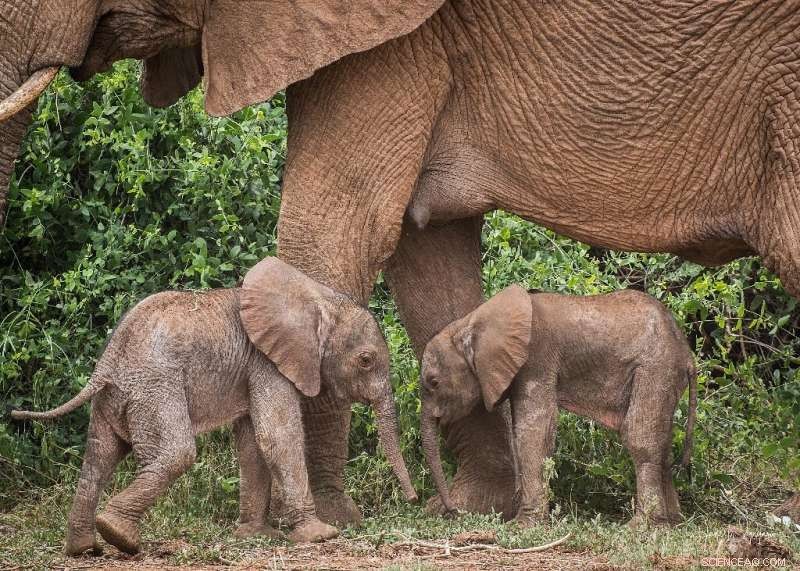 Rare Elephant Twins Born in Kenya s Samburu Reserve