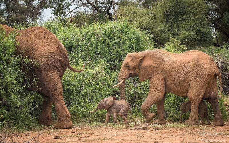 Rare Elephant Twins Born in Kenya s Samburu Reserve