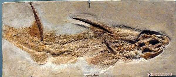 Jurassic Seas: Exploring the Giants – Plesiosaurs, Pliosaurs & Ichthyosaurs