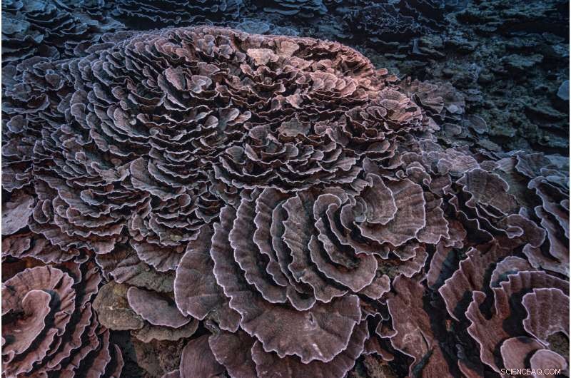 Rare Rose-Shaped Coral Reef Discovered Off Tahiti