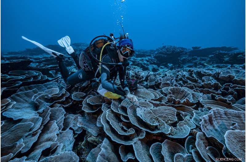 Rare Rose-Shaped Coral Reef Discovered Off Tahiti