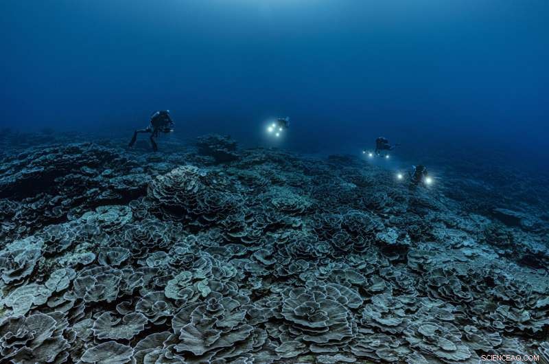 Rare Rose-Shaped Coral Reef Discovered Off Tahiti
