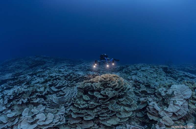 Rare Rose-Shaped Coral Reef Discovered Off Tahiti
