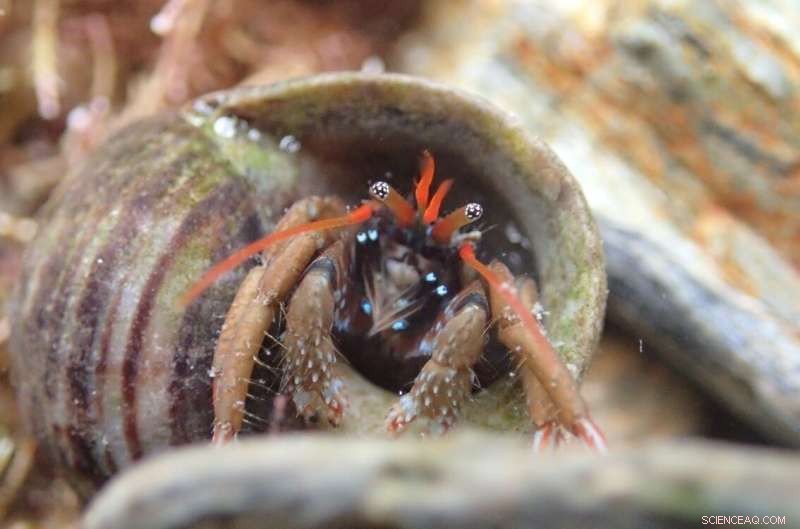 English Channel Acts as Barrier to Invasive Rockpool Species