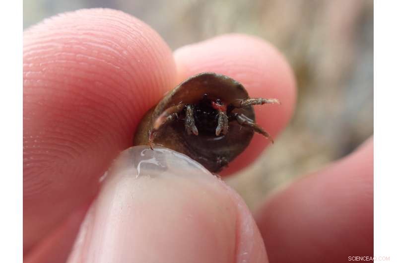 English Channel Acts as Barrier to Invasive Rockpool Species