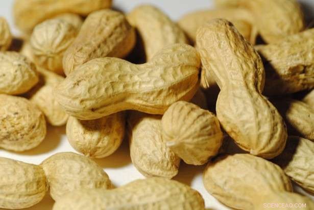 Disease-Resistant Peanut Hybrids Developed by Researchers