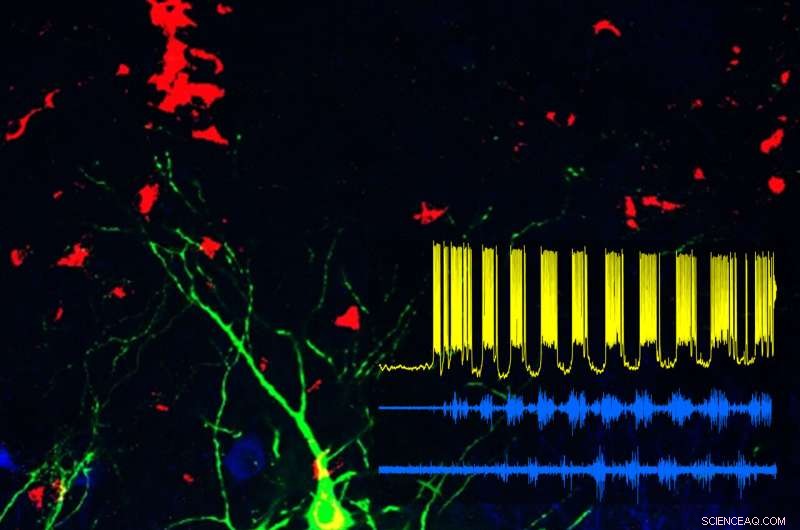 Scientists Identify Key Neurons Controlling Locomotion in Mice