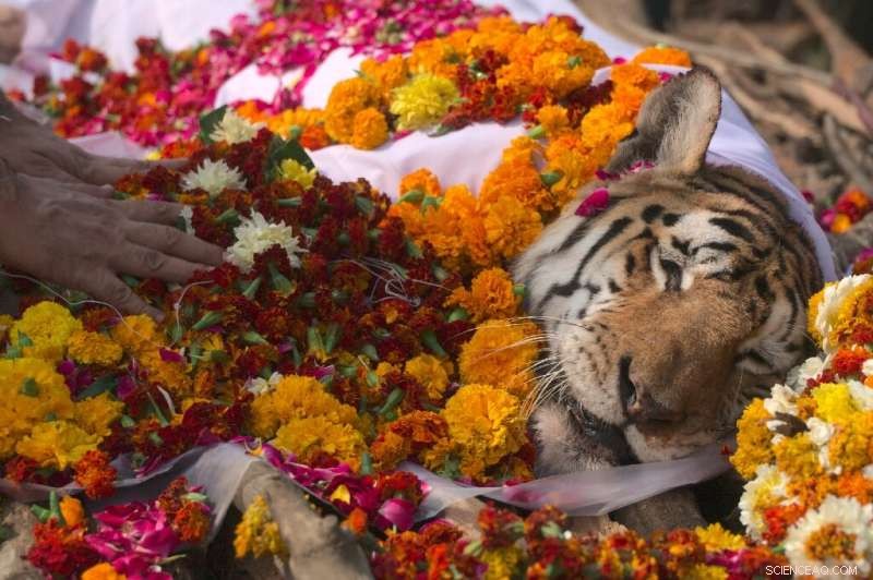 Farewell to Collarwali: India Mourns Beloved Tigress Who Repopulated Forests