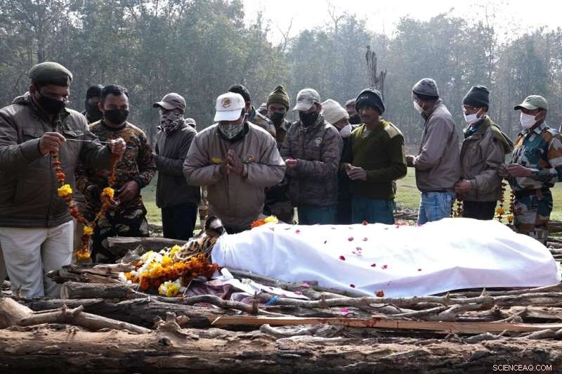 Farewell to Collarwali: India Mourns Beloved Tigress Who Repopulated Forests