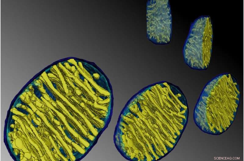 Mitochondria Structure: Understanding Cristae and Function