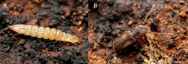 New Jumping Behavior Discovered in Insect Larvae - Research Highlights