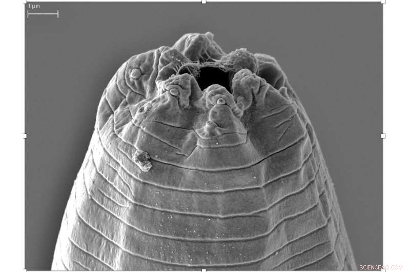 Jeff Daniels Worm: New Parasite Discovered That Kills Tarantulas