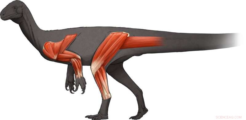 Early Sauropodomorph Ancestor Was Upright, Fast & Agile - Fossil Discovery