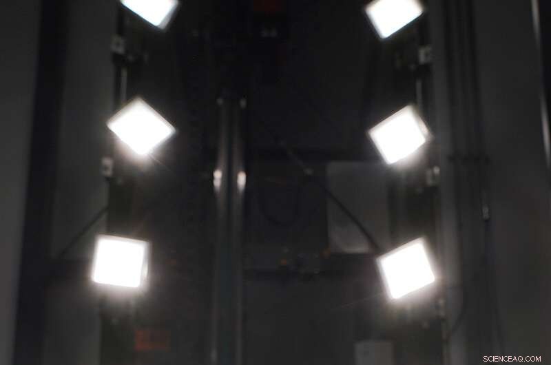 Purple Leaves: How Heavy Metals Affect Leafy Greens - Purdue Study