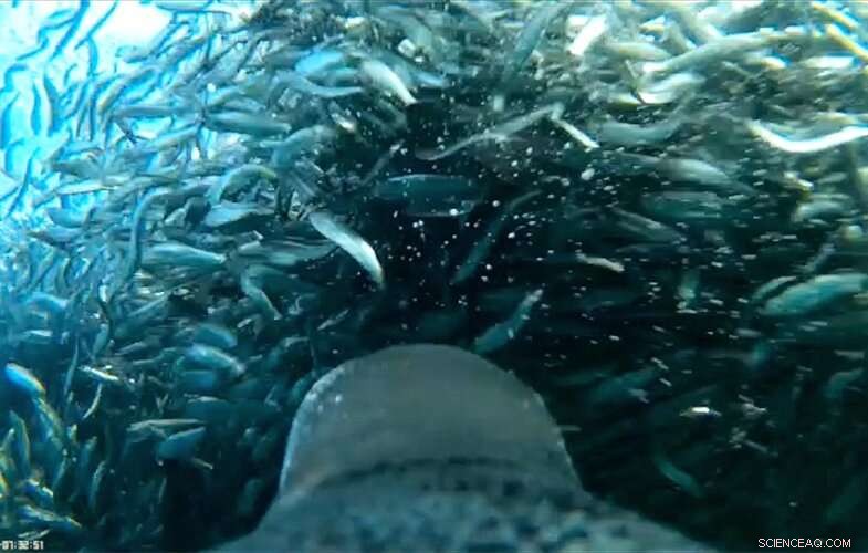 Penguin Selfie: Underwater Footage Reveals Amazing Diving Skills