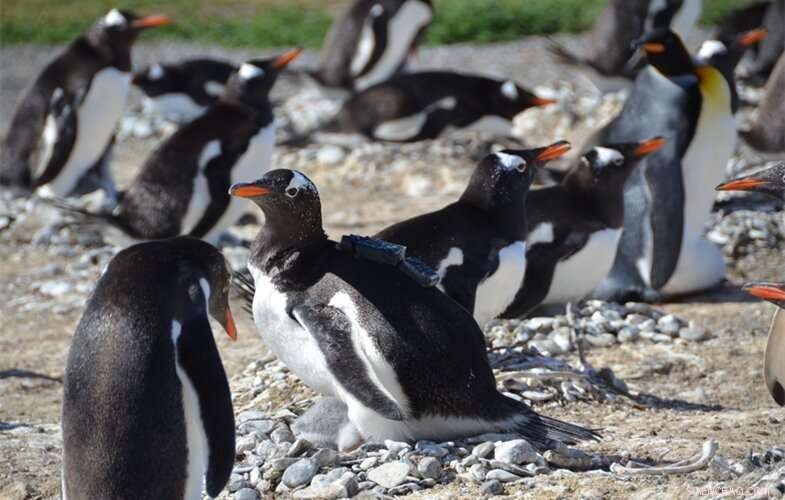 Penguin Selfie: Underwater Footage Reveals Amazing Diving Skills