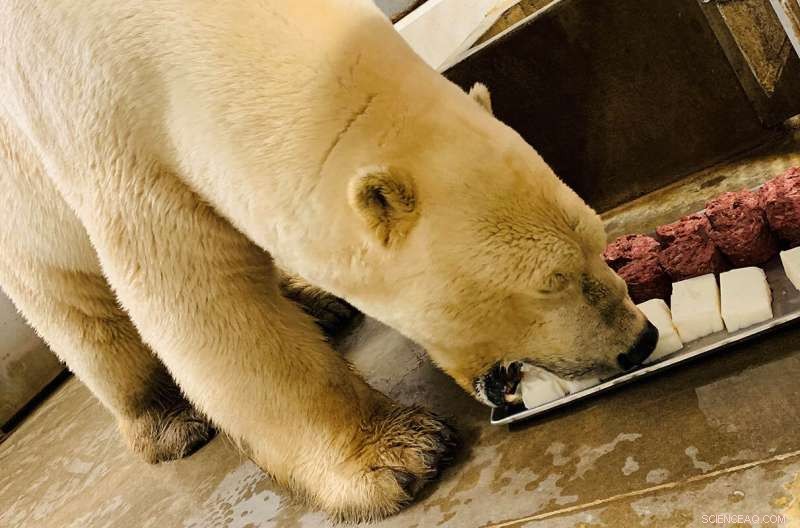 Polar Bear Diet: Risks of High Protein in Captivity
