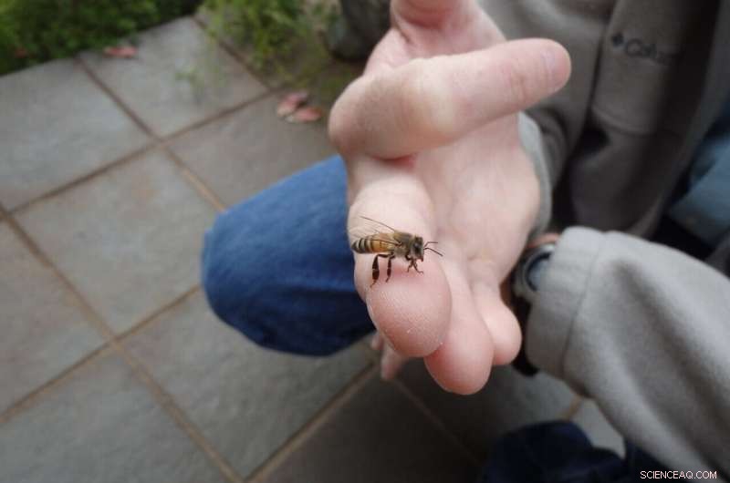 Genetic Insights into Western Honey Bee Behavior and Production